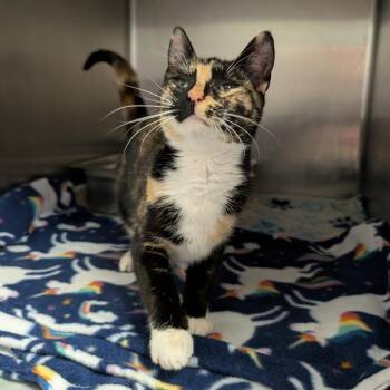 Domestic Short Hair Cats Available for Adoption - Florence | PetCurious