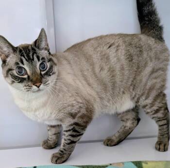 Tiger Boy -  Domestic Short Hair Cat for Adoption in Youngtown, Arizona - Tiger Boy | PetCurious