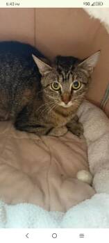 Keke -  Tabby Cat for Adoption in Fort Leavenworth, Kansas - Keke | PetCurious