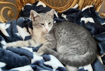 Arabis (a sweet little girl who loves attention) -  Tabby Cat for Adoption in Lemoyne, Pennsylvania - Arabis (a Sweet Little Girl Who Loves Attention) | PetCurious