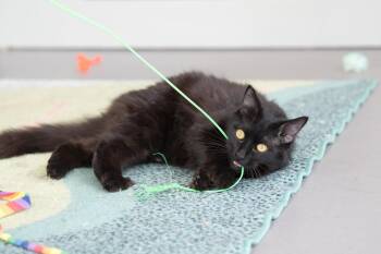 Fritz -  Domestic Medium Hair Cat for Adoption in Oakland, California - Fritz | PetCurious
