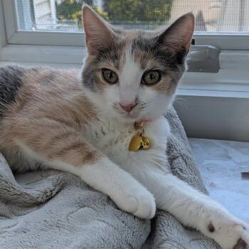 Malibu Llanos -  Domestic Short Hair Cat for Adoption in Merrifield, Virginia - Malibu Llanos | PetCurious