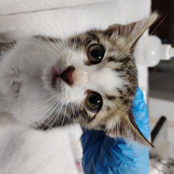 Rescue Domestic Short Hair Cats for Adoption in Summerville, South Carolina - Tobin | PetCurious