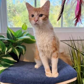 Domestic Medium Hair and Tabby Cats Available for Adoption - Paco Manuel | PetCurious
