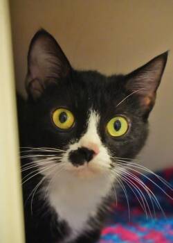 Agatha Christie 64181 -  Domestic Short Hair Cat for Adoption in Aiken, South Carolina - Agatha Christie 64181 | PetCurious