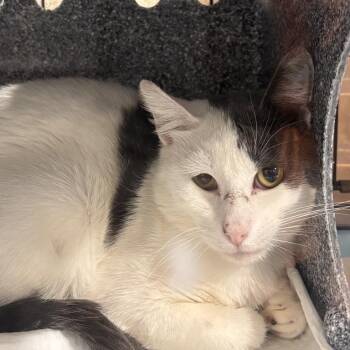 Turnip -  Domestic Short Hair Cat for Adoption in Salt Lake City, Utah - Turnip | PetCurious