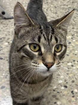 Zander -  Domestic Short Hair Cat for Adoption in Mason, Michigan - Zander | PetCurious