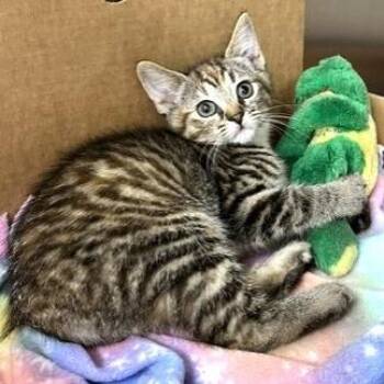 Souffle -  Domestic Short Hair Cat for Adoption - Souffle | PetCurious