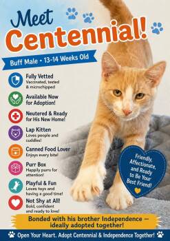 Centennial -  Domestic Short Hair Cat for Adoption in Kenhorst, Pennsylvania - Centennial | PetCurious