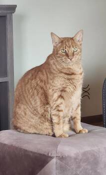 Domestic Short Hair Cats Available for Adoption in Walled Lake, Michigan - Mellow | PetCurious