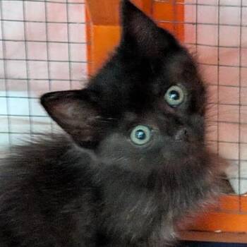 Nellie -  Domestic Short Hair Cat for Adoption in Nashville, Tennessee - Nellie | PetCurious