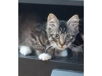 WINSTON -  Domestic Long Hair Cat for Adoption in Fort Wayne, Indiana - WINSTON | PetCurious