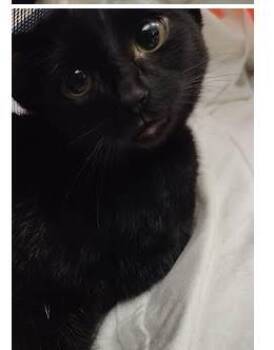 Mina - ADOPTED -  Domestic Short Hair Cat for Adoption in Chamblee, Georgia - Mina - ADOPTED | PetCurious