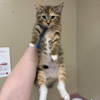 Merle -  Domestic Short Hair Cat for Adoption in Birmingham, Alabama - Merle | PetCurious