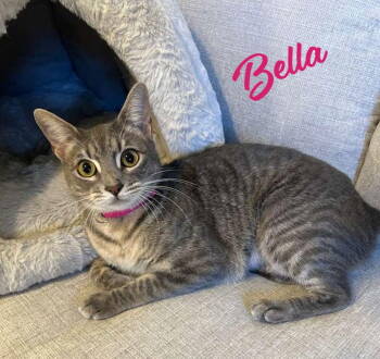 Rescue Tabby and Domestic Short Hair Cats for Adoption in Houston, Texas - Bella #cuddle-pillow | PetCurious
