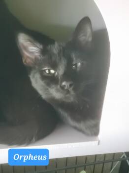 Rescue Domestic Short Hair Cats for Adoption in Snyder, Texas - Orpheus | PetCurious