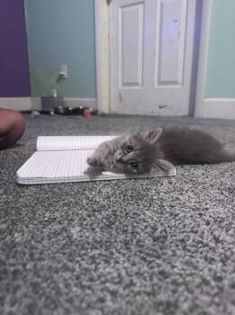 Eowyn -  Domestic Short Hair Cat for Adoption in Lafayette, Colorado - Eowyn | PetCurious