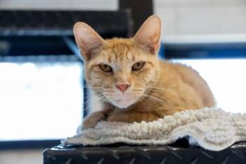 Zidane -  Domestic Short Hair Cat for Adoption in Golden Valley, Minnesota - Zidane | PetCurious