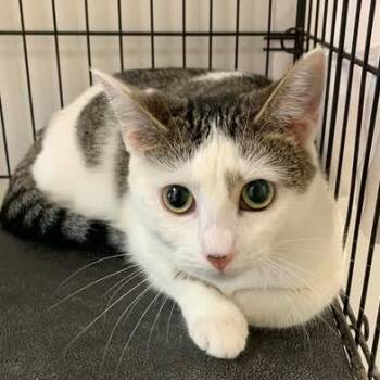 Sprout -  Domestic Short Hair Cat for Adoption in Hattiesburg, Mississippi - Sprout | PetCurious