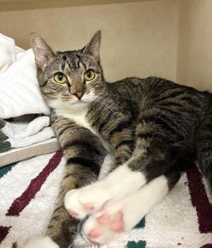 Zoey -  Domestic Short Hair Cat for Adoption in Elmsford, New York - Zoey | PetCurious