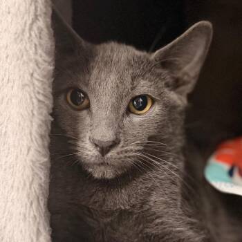 Dune -  Domestic Short Hair Cat for Adoption in Gainesville, Florida - Dune | PetCurious