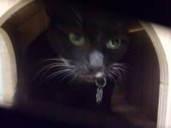 Rescue Domestic Short Hair Cats for Adoption in Princeton, West Virginia - Sabrina | PetCurious