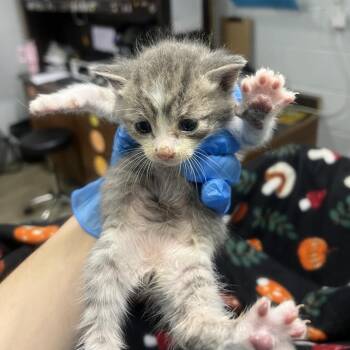 Oaklee -  Domestic Short Hair Cat for Adoption in Summerville, South Carolina - Oaklee | PetCurious