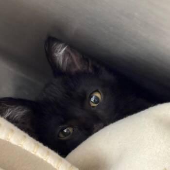 Domestic Short Hair Cats Available for Adoption in Fort Wayne, Indiana - Berg | PetCurious
