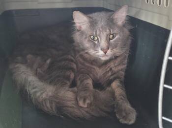 Lionel -  Domestic Medium Hair Cat for Adoption in Greensburg, Pennsylvania - Lionel | PetCurious