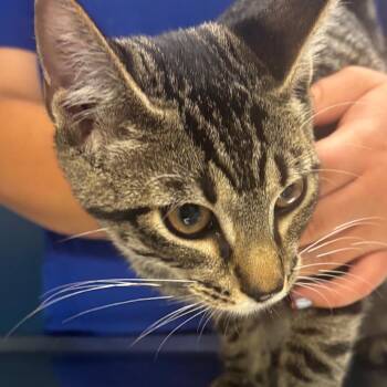 Gordy -  Domestic Short Hair Cat for Adoption in Newark, New Jersey - Gordy | PetCurious