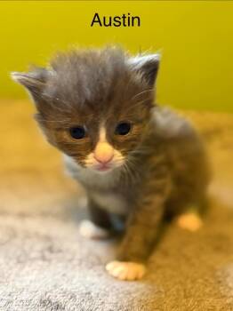 Domestic Short Hair Cats Available for Adoption in Johnson City, Tennessee - Austin | PetCurious