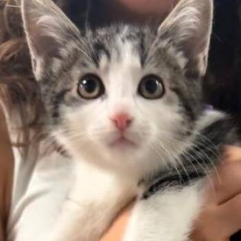 Hannah -  Domestic Short Hair Cat for Adoption in Lenexa, Kansas - Hannah | PetCurious