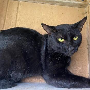 Peter -  Domestic Short Hair Cat for Adoption in West Palm Beach, Florida - Peter | PetCurious