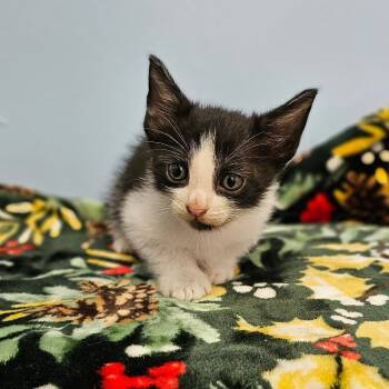 Rescue Domestic Medium Hair Cats for Adoption in Wahiawa, Hawaii - Deftones | PetCurious