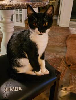 Domestic Short Hair Cats Available for Adoption - Jumba | PetCurious