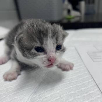 Domestic Short Hair Cats Available for Adoption in Summerville, South Carolina - Mambo | PetCurious