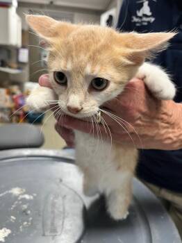 Fynn -  Domestic Short Hair Cat for Adoption in Hopkinsville, Kentucky - Fynn | PetCurious