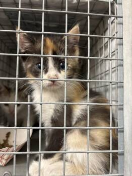 Domestic Short Hair Cats Available for Adoption in Las Vegas, Nevada - WANDA | PetCurious