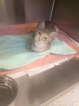 Terri -  Domestic Short Hair Cat for Adoption in Atlanta, Georgia - Terri | PetCurious
