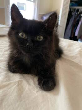 Eleanor -  Domestic Long Hair Cat for Adoption in Salt Lake City, Utah - Eleanor | PetCurious