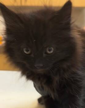 Domestic Long Hair Cats Available for Adoption in Elizabethton, Tennessee - BRUNO | PetCurious