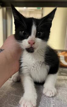 Domestic Short Hair Cats Available for Adoption in Houston, Texas - INKY | PetCurious