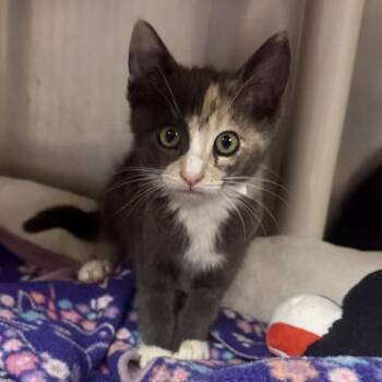 Mountain Meadow -  Domestic Short Hair Cat for Adoption in Walnut Creek, California - Mountain Meadow | PetCurious