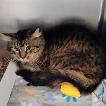 Domestic Short Hair Cats Available for Adoption - Leonato | PetCurious