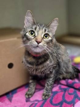 Daisy -  Domestic Medium Hair and Domestic Short Hair Cat for Adoption in Westland, Michigan - Daisy | PetCurious