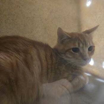 Domestic Short Hair Cats Available for Adoption - Emu | PetCurious