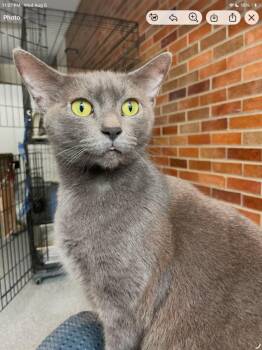 Rhonda Sue -  Domestic Short Hair Cat for Adoption in Muskegon, Michigan - Rhonda Sue | PetCurious