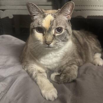 COLETTE -  Domestic Short Hair Cat for Adoption in Hamilton Township, New Jersey - COLETTE | PetCurious