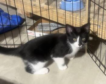Rolo -  Domestic Short Hair Cat for Adoption in Walled Lake, Michigan - Rolo | PetCurious