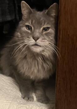 Maine Coon and Russian Blue Cats Available for Adoption in Sardinia, Ohio - CHANCE | PetCurious